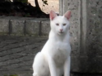 白いネコ.jpg